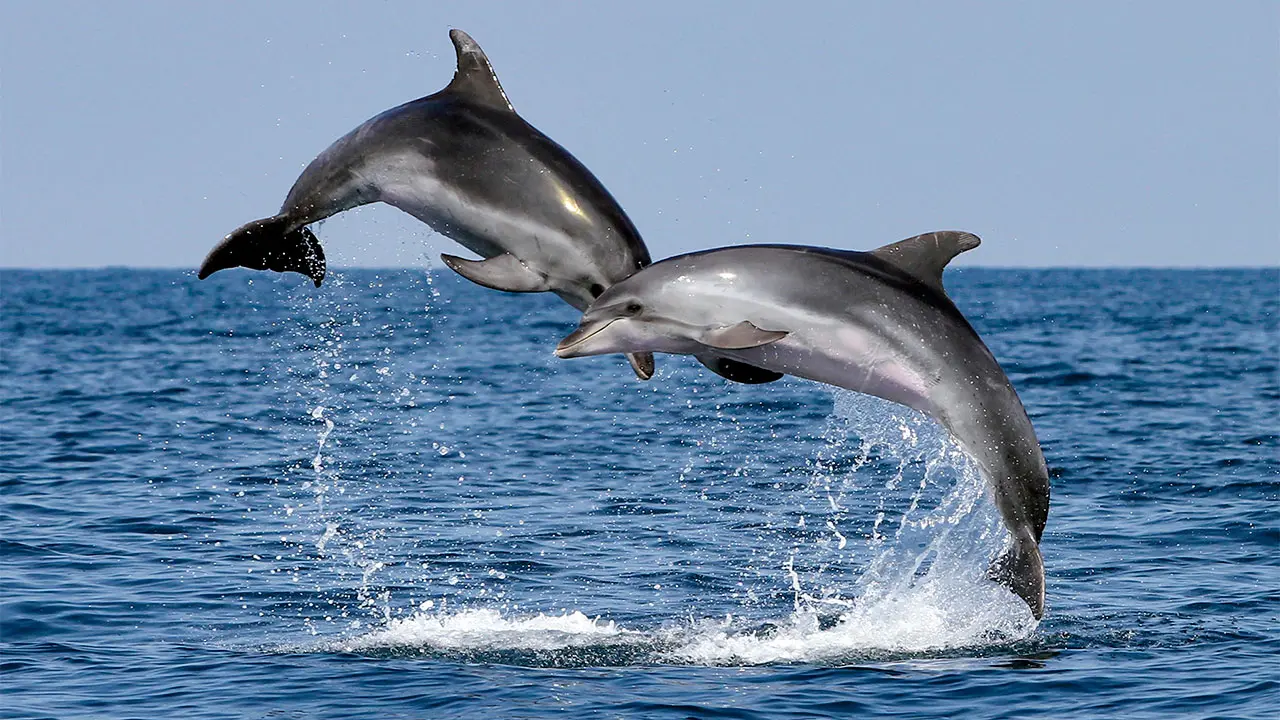Dolphin Watching Boat Tour in Muscat 