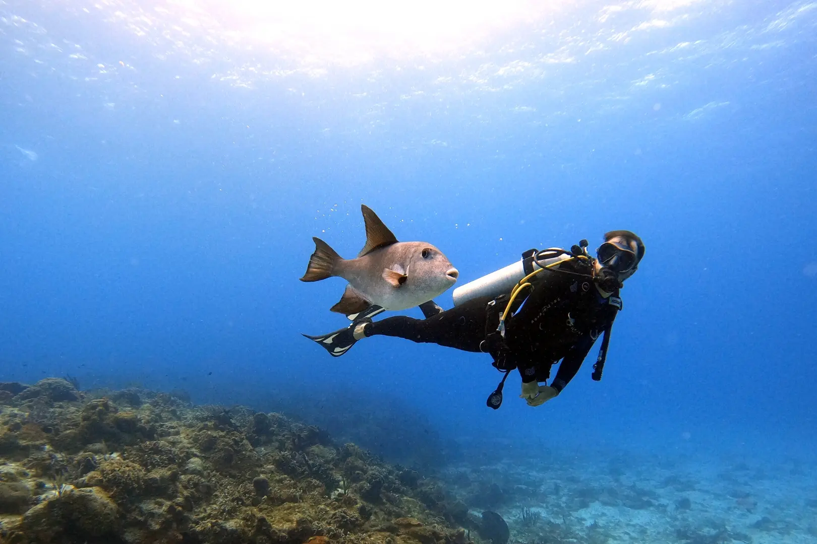Scuba Diving Experience in Dubai 