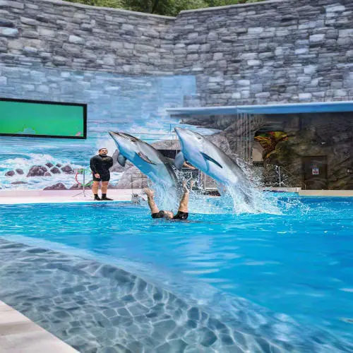 Dubai Dolphinarium Tickets