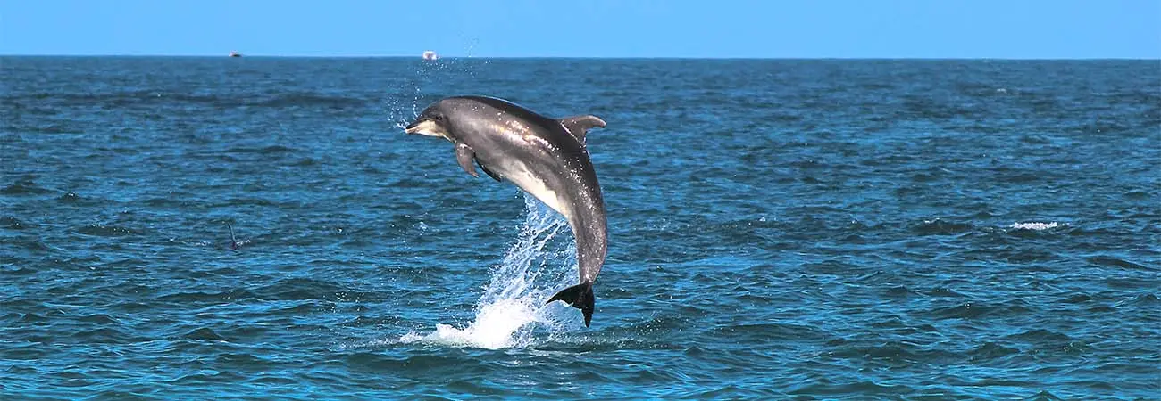 Amazing Dolphins
