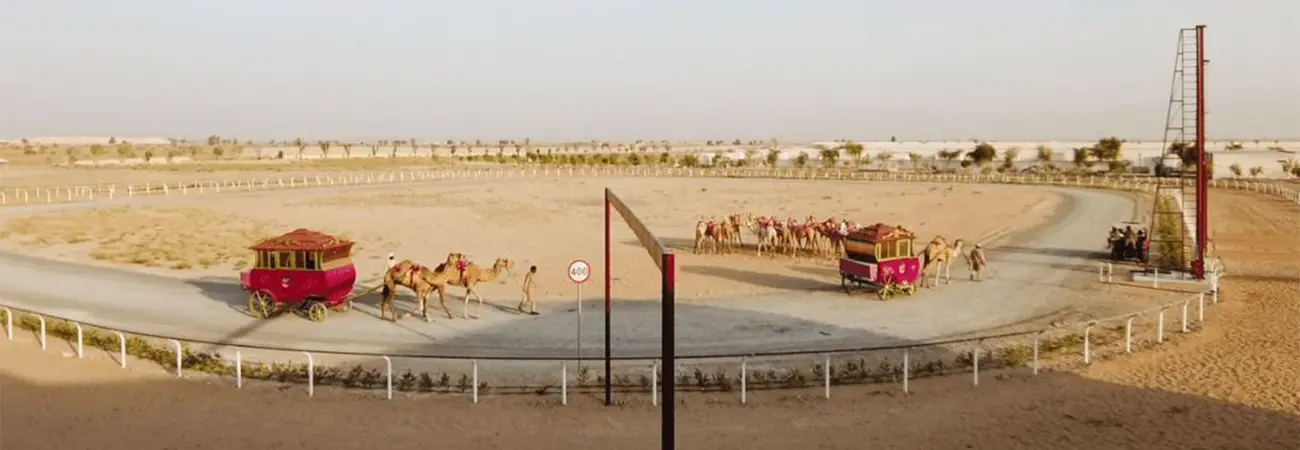 Guided Trip to Camel Farm